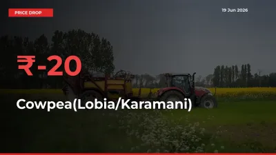 Cowpea(Lobia/Karamani) Falls 20.33% at Mandis