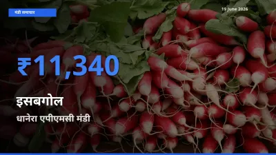 धानेरा एपीएमसी मंडी में आज इसबगोल के सबसे ऊँचे दाम दर्ज
