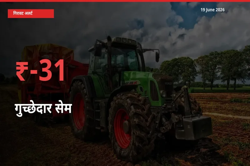 गुच्छेदार सेम 30.77% गिरा, मंडी