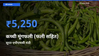 सूरत एपीएमसी में कच्ची मूंगफली (फली सहित) का आज सबसे ऊँचा भाव