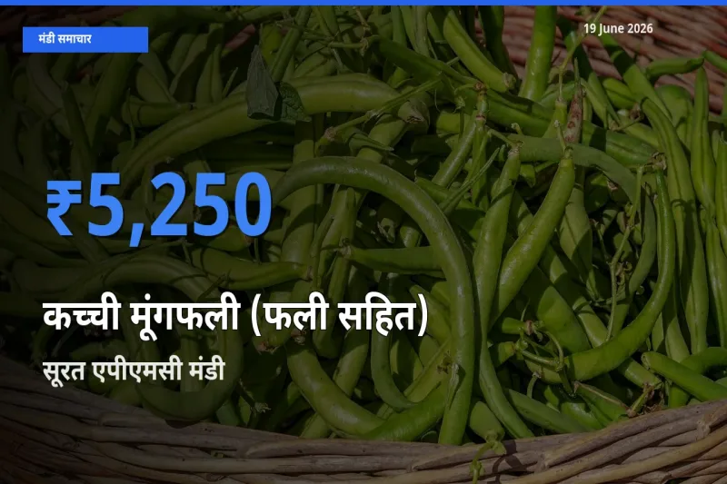सूरत एपीएमसी में कच्ची मूंगफली (फली सहित) का आज सबसे ऊँचा भाव