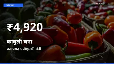 काबुली चना के दाम 30 दिनों के सबसे निचले स्तर पर, प्रतापगढ़ एपीएमसी