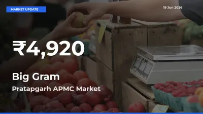 Big Gram Prices Touch 30-Day Low in Pratapgarh APMC – June 19 Update