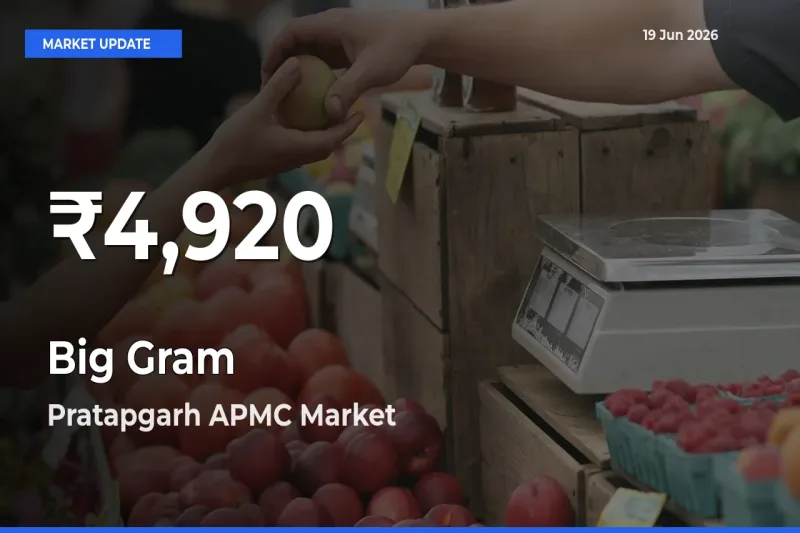Big Gram Prices Touch 30-Day Low in Pratapgarh APMC – June 19 Update
