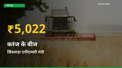 30 दिनों में सबसे ऊँचे स्तर पर करंज के बीज के दाम, छिंदवाड़ा एपीएमसी में उछाल