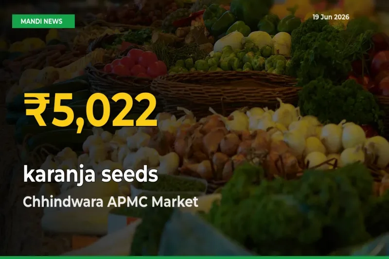 karanja seeds Price Hits New High in Chhindwara APMC Today – Check Latest Mandi Rates