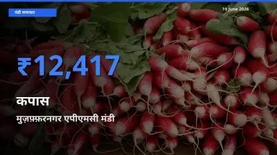 आज कपास के सबसे ज़्यादा दाम मुज़फ़्फ़रनगर एपीएमसी मंडी में दर्ज