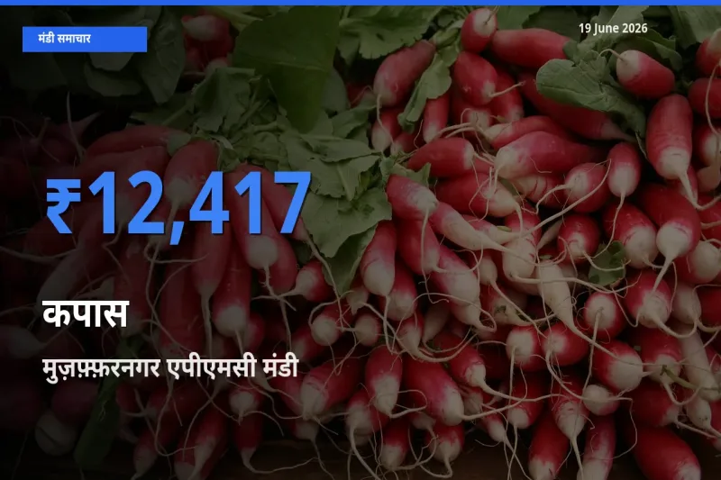 आज कपास के सबसे ज़्यादा दाम मुज़फ़्फ़रनगर एपीएमसी मंडी में दर्ज