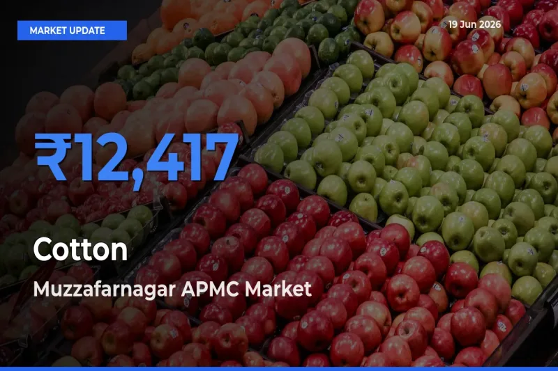 Muzzafarnagar APMC Tops Cotton Rates – June 19 Market Update
