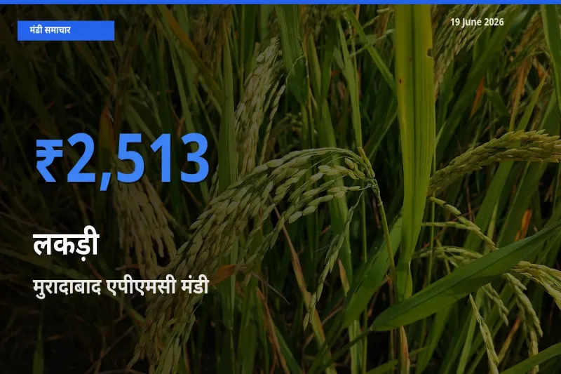 आज लकड़ी के सबसे ज़्यादा दाम मुरादाबाद एपीएमसी मंडी में दर्ज
