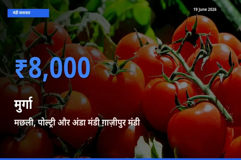 किसानों की पसंद बना मछली, पोल्ट्री और अंडा मंडी ग़ाज़ीपुर, मुर्गा के सबसे अच्छे दाम