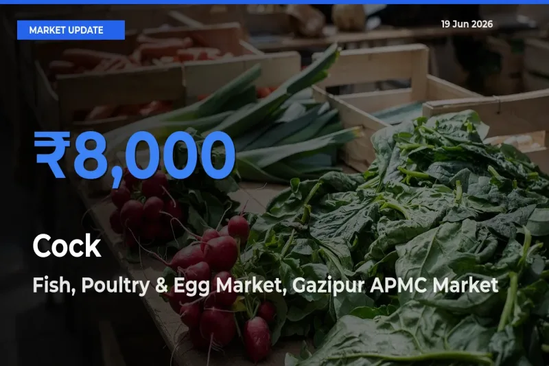 Fish, Poultry & Egg Market, Gazipur APMC Offers ₹8,000 – Highest Cock Rate Today