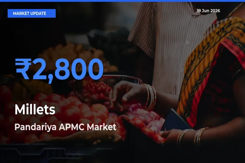 Market Watch: Pandariya APMC Becomes Top Mandi for Millets