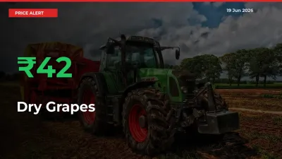 Why Dry Grapes Prices Rose 42.29% in a Day at Mandis