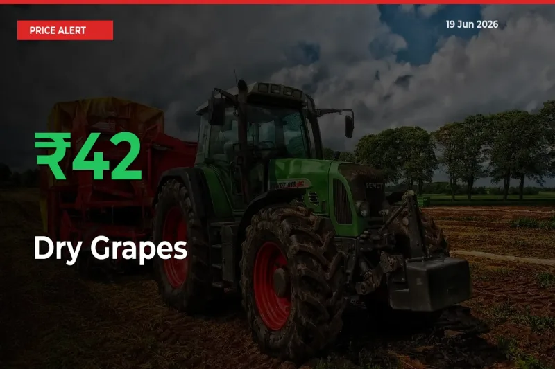 Why Dry Grapes Prices Rose 42.29% in a Day at Mandis