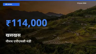 नीमच एपीएमसी मंडी में आज खसखस के सबसे ऊँचे दाम दर्ज