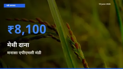 19 June अपडेट: मेथी दाना के सबसे ऊँचे दाम मनासा एपीएमसी मंडी में