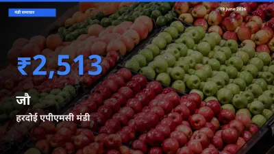 19 June अपडेट: जौ के सबसे ऊँचे दाम हरदोई एपीएमसी मंडी में
