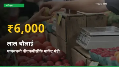 आज का मंडी भाव: पप्पनचनी वीएफपीसीके मार्केट में लाल चौलाई सबसे ऊँचे स्तर पर