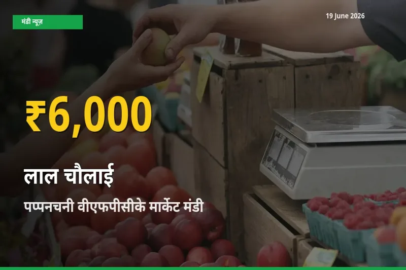 आज का मंडी भाव: पप्पनचनी वीएफपीसीके मार्केट में लाल चौलाई सबसे ऊँचे स्तर पर