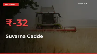 Why Suvarna Gadde Prices Fell 32.08% in a Day at Mandis