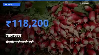 मंदसौर एपीएमसी मंडी में खसखस ₹118,200 पर पहुँचा – आज का सर्वोच्च भाव