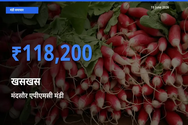मंदसौर एपीएमसी मंडी में खसखस ₹118,200 पर पहुँचा – आज का सर्वोच्च भाव