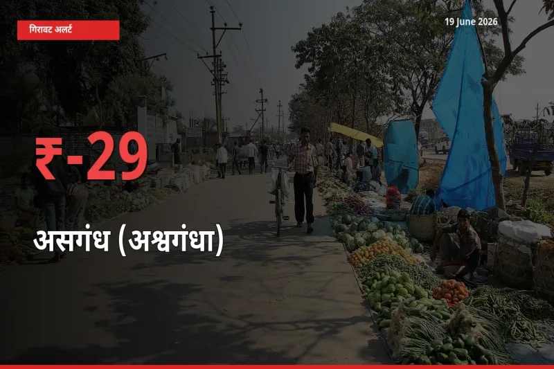 तेज़ गिरावट! मंडी में असगंध (अश्वगंधा) के दाम 28.81% लुढ़के