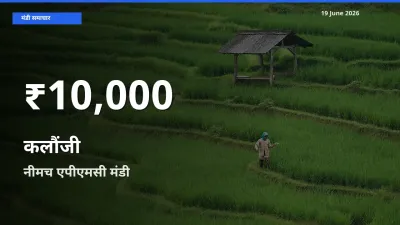 कलौंजी के दामों में गिरावट, नीमच एपीएमसी में 30 दिन का न्यूनतम भाव