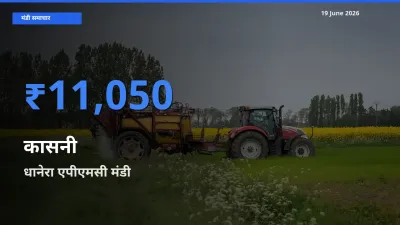 आज कासनी के सबसे ज़्यादा दाम धानेरा एपीएमसी मंडी में दर्ज
