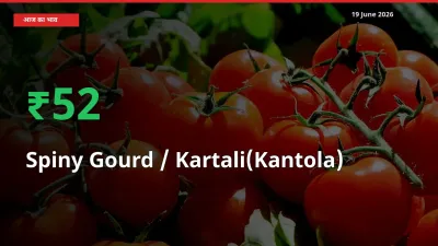 आज का मंडी भाव: Spiny Gourd / Kartali(Kantola)
 के दाम मंडी में 51.79% ऊपर