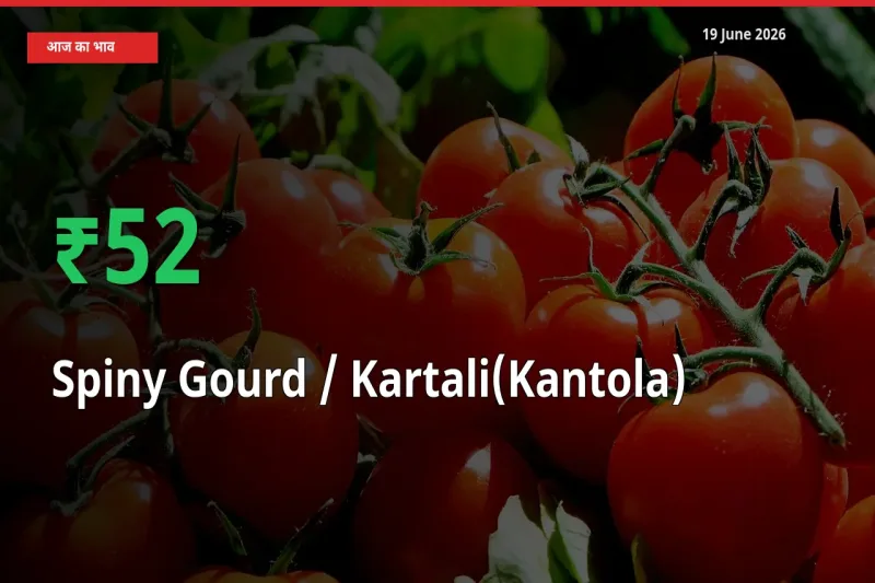 आज का मंडी भाव: Spiny Gourd / Kartali(Kantola)
के दाम मंडी में 51.79% ऊपर
