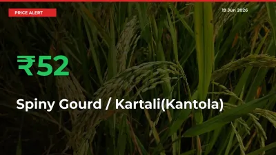 Why Spiny Gourd / Kartali(Kantola)
 Prices Rose 51.79% in a Day at Mandis