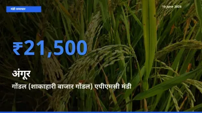 किसानों की पसंद बना गोंडल (शाकाहारी बाजार गोंडल) एपीएमसी, अंगूर के सबसे अच्छे दाम