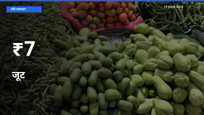 जूट के दाम 7+ मंडियों में बदले, बाज़ार का रुझान स्पष्ट