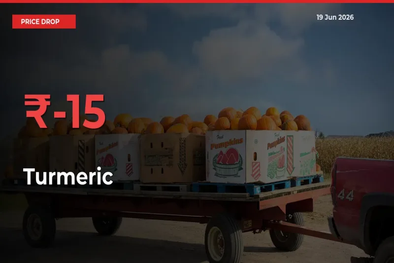 15.14% Drop in Turmeric Prices – Mandi Sees Sudden Fall