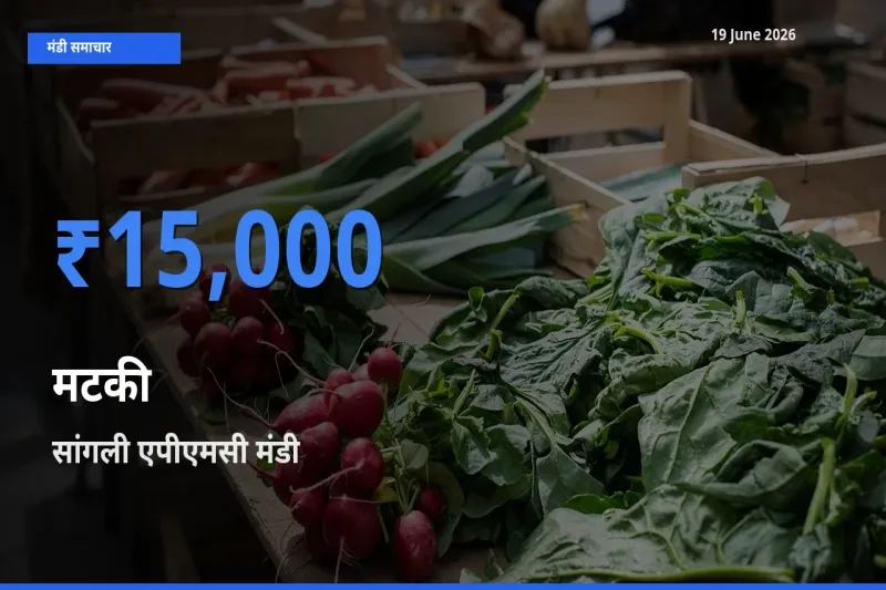 सांगली एपीएमसी में मटकी का आज सबसे ऊँचा भाव