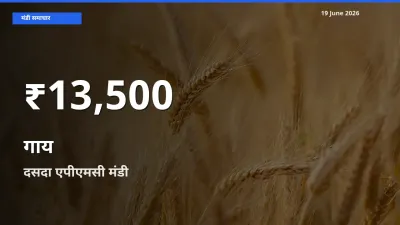 किसानों के लिए चिंता का विषय? गाय के दाम दसदा एपीएमसी में 30 दिन के न्यूनतम स्तर पर