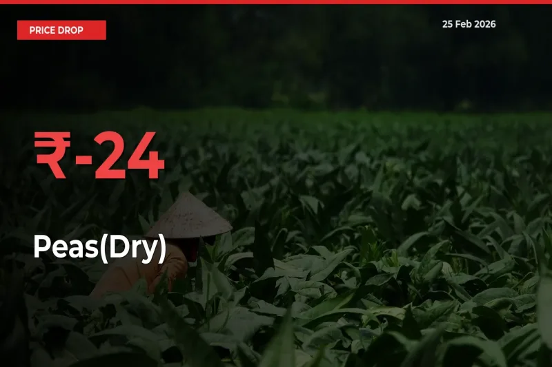 Peas(Dry) Prices Drop 23.93% – February 25 Market Update from Mandis