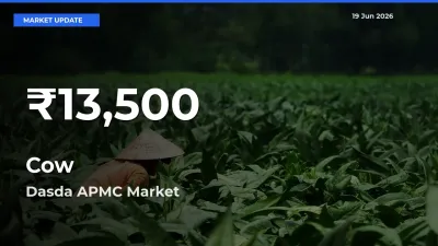 Big Drop! Cow Slides to 30-Day Low at Dasda APMC