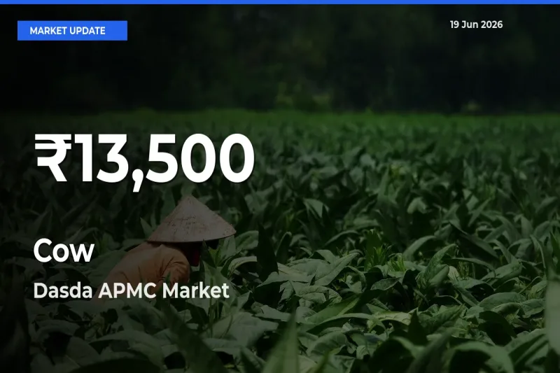 Big Drop! Cow Slides to 30-Day Low at Dasda APMC