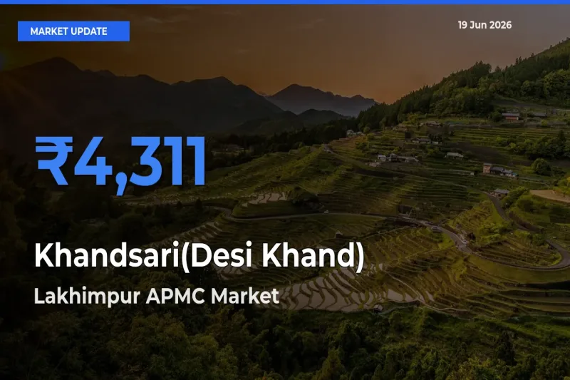 Market Watch: Lakhimpur APMC Becomes Top Mandi for Khandsari(Desi Khand)