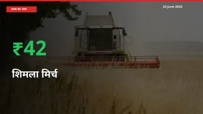 शिमला मिर्च 42.24% उछला, मंडी