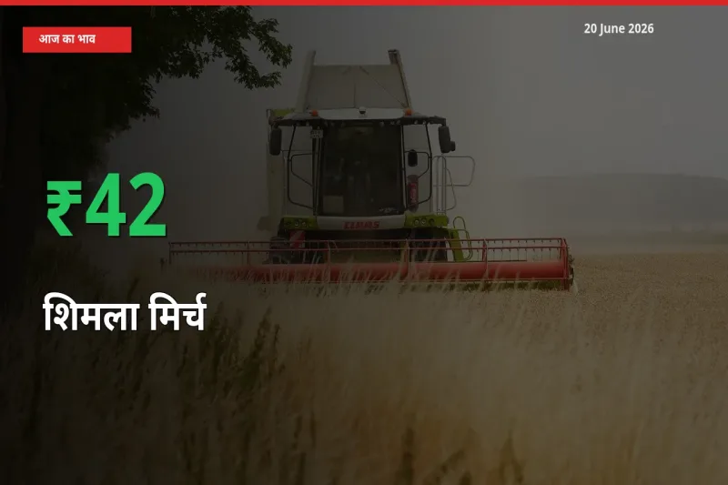 शिमला मिर्च 42.24% उछला, मंडी
