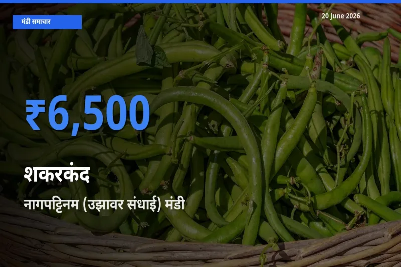 नागपट्टिनम (उझावर संधाई) मंडी में आज शकरकंद के सबसे ऊँचे दाम दर्ज