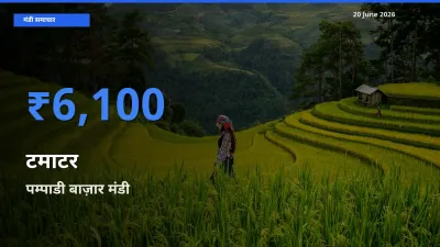 किसानों की पसंद बना पम्पाडी बाज़ार, टमाटर के सबसे अच्छे दाम