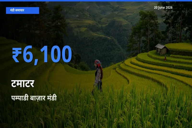 किसानों की पसंद बना पम्पाडी बाज़ार, टमाटर के सबसे अच्छे दाम