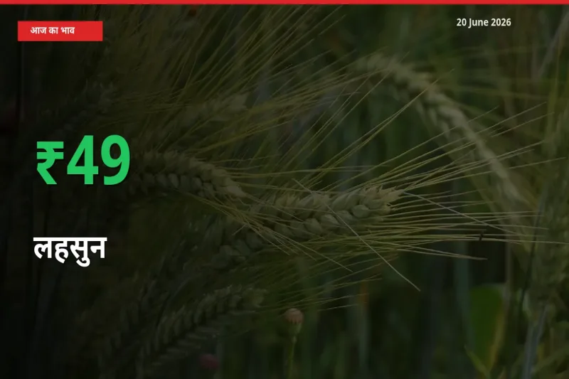 लहसुन 49.43% उछला, मंडी