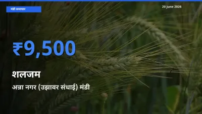 अन्ना नगर (उझावर संधाई) मंडी में आज शलजम के सबसे ऊँचे दाम दर्ज