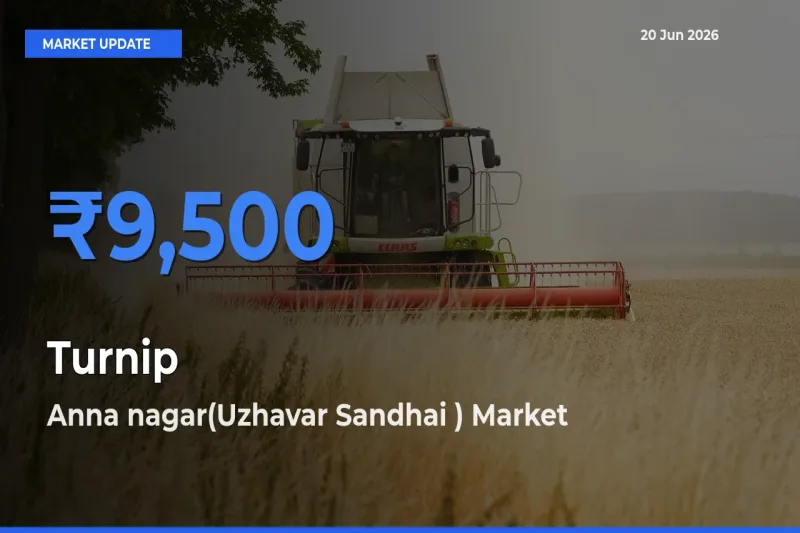 Anna nagar(Uzhavar Sandhai ) Leads as Top Mandi for Turnip Prices